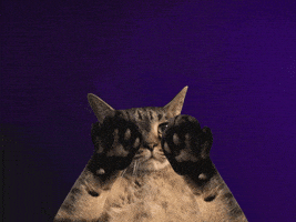Cat gestures the more you know