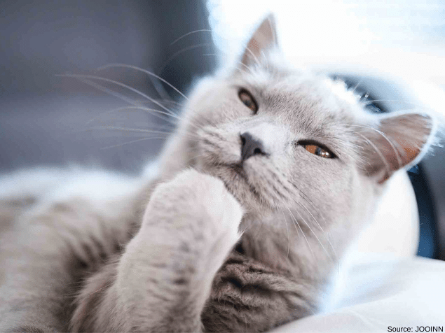 Cat in a thoughtful pose