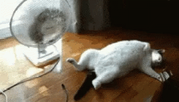 Cat is lying down by a fan