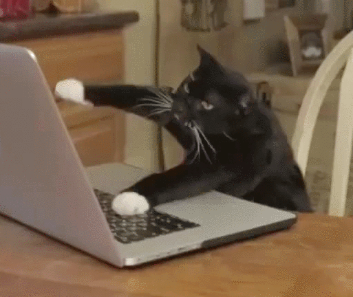 Cat furiously typing on a laptop