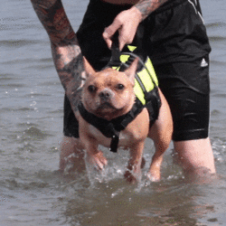 Dog doing swim training