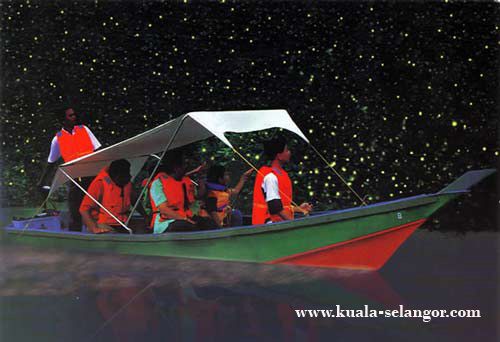 Fireflies watching at Kuala Selangor