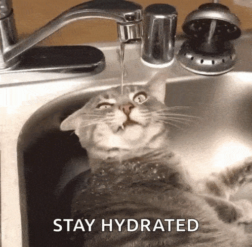 Cat drinks water off a sink
