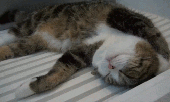 Cat being well rested and sleeping