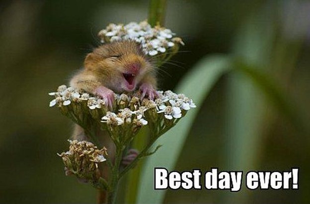 Rodent feels it’s the best day ever
